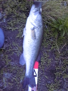 20120515bass4