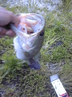 20120515bass3