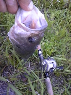20120515bass2