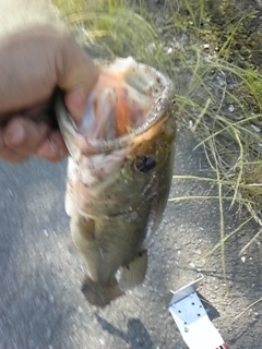 20120518bass1
