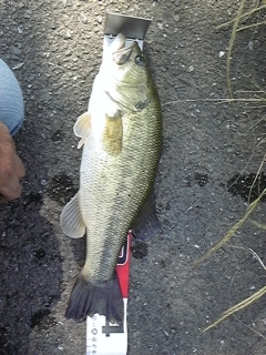 20120518bass2