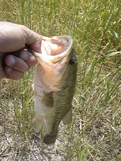 20120518bass3