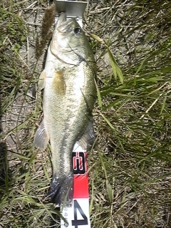 20120518bass4