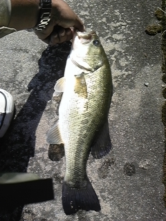 5.22 BASS2