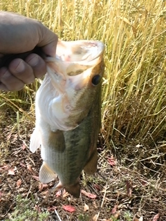 5.22 BASS3