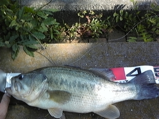 5.22 BASS5