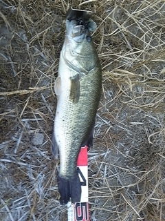 2012.0602.bass51