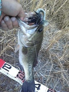 2012.0602.bass50