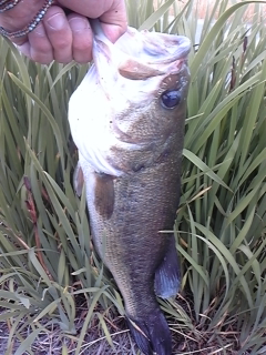 2012.0602.bass48