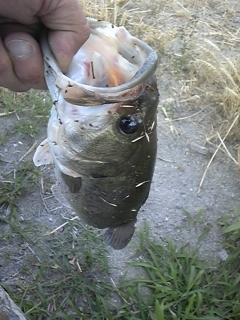 2012.06.03bass1