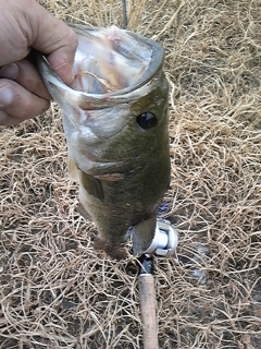 2012.06.04bass1