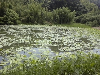FUKOKA WEST 1