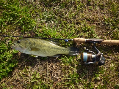 初spining bass
