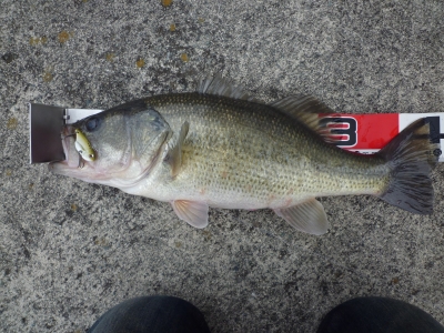 2012 1218 BASS 1