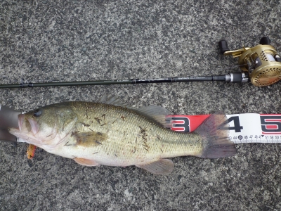 2012 1218 BASS2