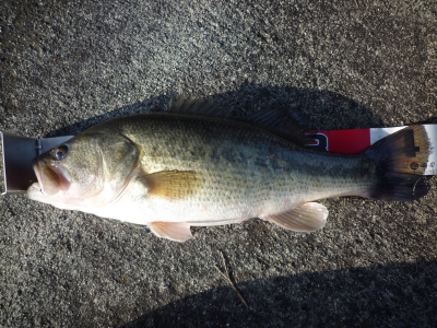 2013.01.041st bass