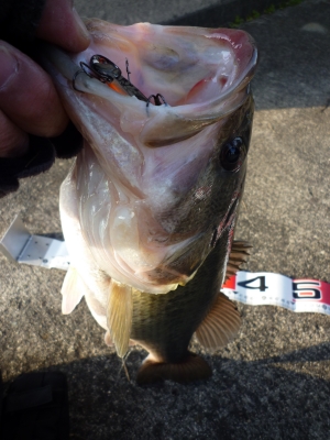 2013.01.041st bass 2