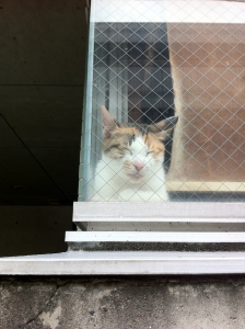 窓辺のおんな