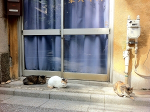 町の猫