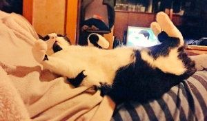 コテツ