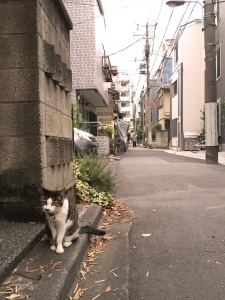 町の猫