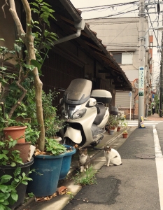 町の猫