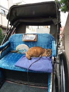 音羽屋さんのミーちゃん
