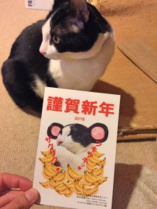 コテさん