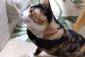 みかんちゃん