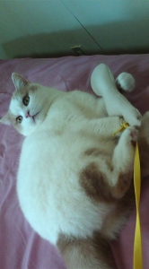 ルチル君