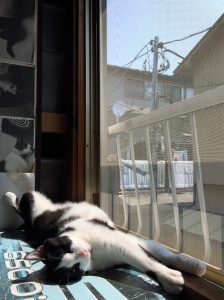 コテツ