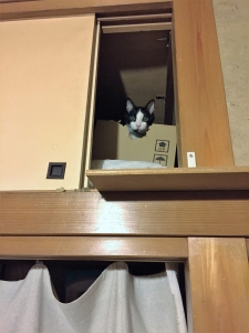 コテツ