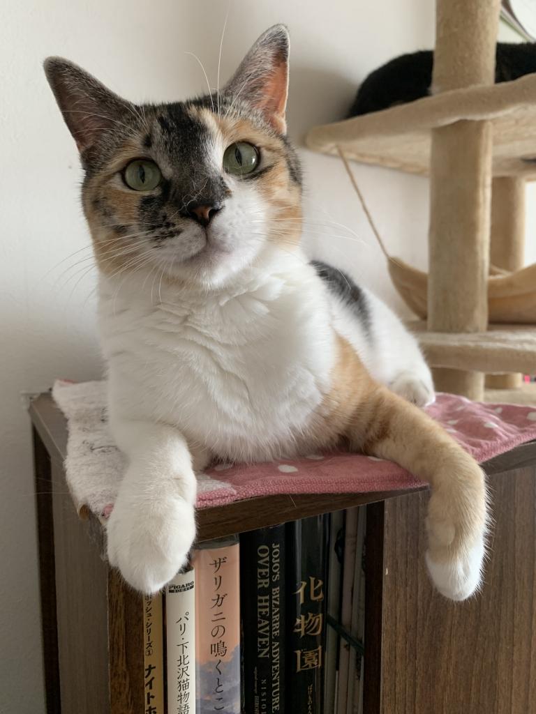 猫のヤンシリーズ/町田純』紹介 | 宇宙の盆栽。