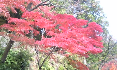 神護寺境内にて2