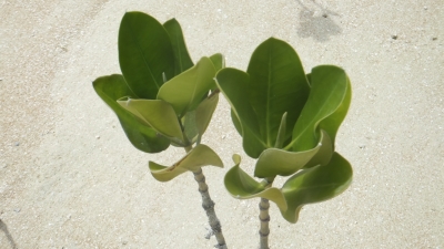 DSCF8478.JPG