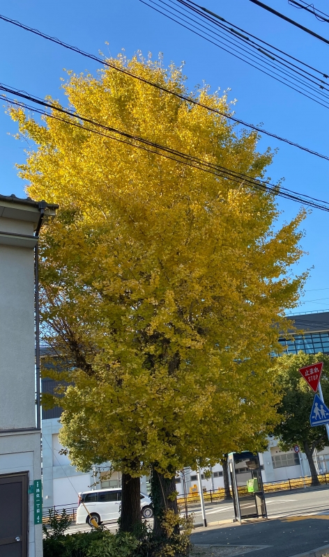 イチョウの木
