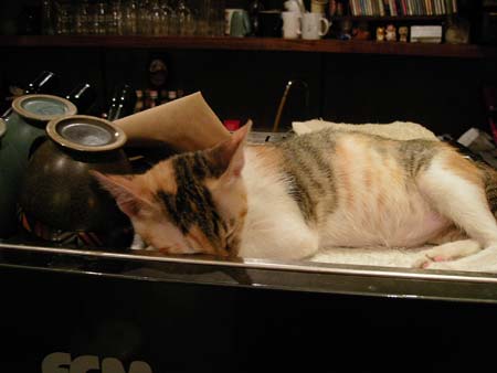 猫カフェ6