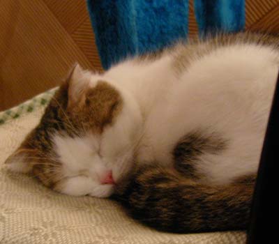 猫花園3