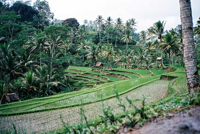 ubud-bali