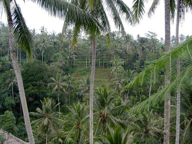 ubud-bali