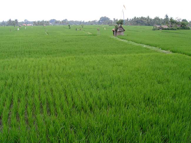 ubud-bali