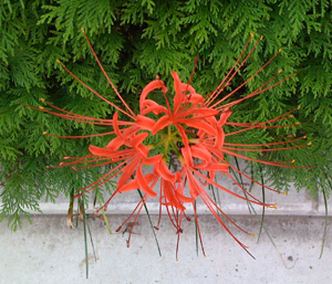 曼珠沙華