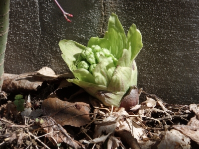 庭のふきのとう