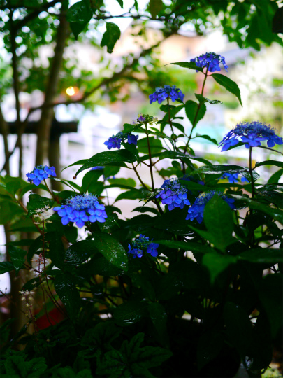 P1520726.jpg