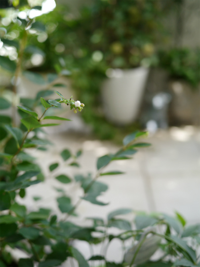 P1530141.jpg