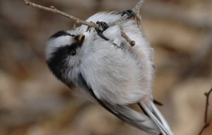 オイラにおまかせ