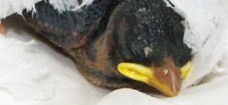 生まれたて
