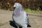 鳩ポッポ