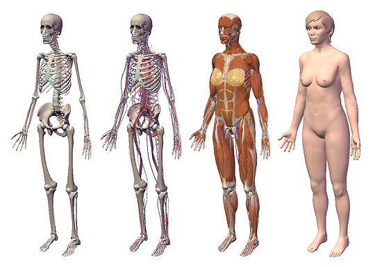 【3DCG】 FLASHでグリグリ回せる 3D人体模型『VISIBLE BODY』