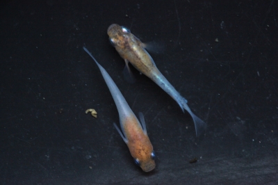 あけぼのと雲州三色の稚魚比較 | ヨタロ～ピッカピカのメダカ生活